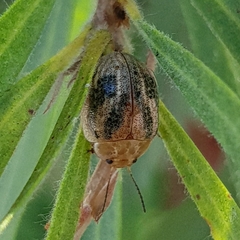 Paropsisterna semifumata