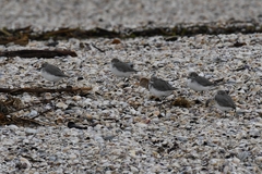 Anarhynchus frontalis