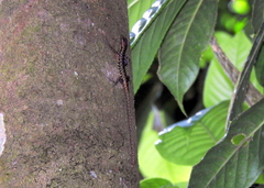 Sphenomorphus scotophilus