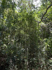 Tinadendron noumeanum