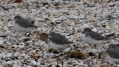 Anarhynchus frontalis