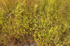 Centella eriantha