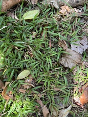 Cyrtococcum oxyphyllum