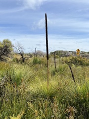 Xanthorrhoea preissii