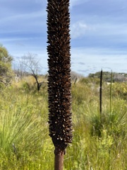 Xanthorrhoea preissii