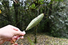 Lindera megaphylla