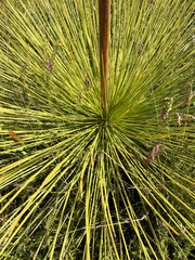 Xanthorrhoea preissii