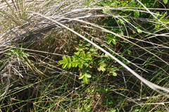 Acaena pallida