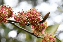 Lindera megaphylla