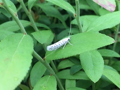 Yponomeuta multipunctella