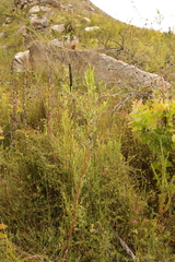 Empleurum unicapsulare