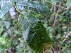 Pararchidendron pruinosum