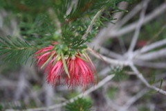Melaleuca quadrifida