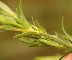 Empleurum unicapsulare