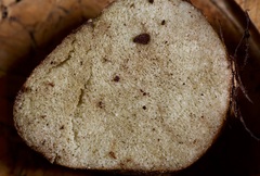 Rhizopogon