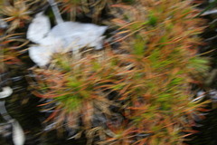 Selaginella lepidophylla