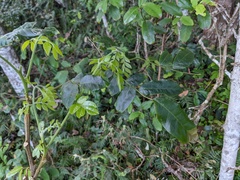 Pararchidendron pruinosum