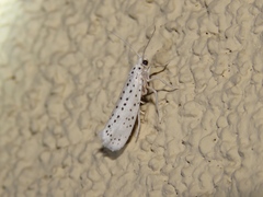 Yponomeuta multipunctella