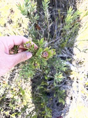 Leucadendron modestum
