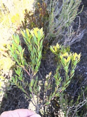 Leucadendron modestum