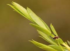 Empleurum unicapsulare