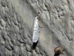 Yponomeuta multipunctella