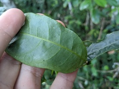 Pararchidendron pruinosum