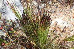 Elegia microcarpa