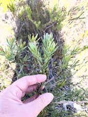 Leucadendron modestum