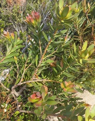 Leucadendron gandogeri