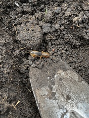 Gryllotalpa australis