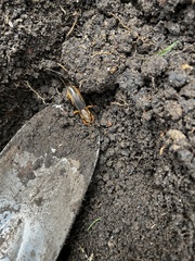 Gryllotalpa australis