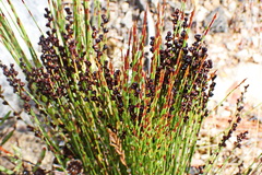 Elegia microcarpa