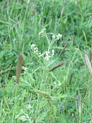 Parthenium bipinnatifidum