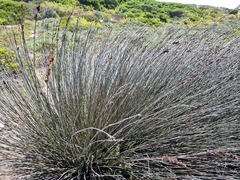 Thamnochortus spicigerus