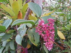 Medinilla