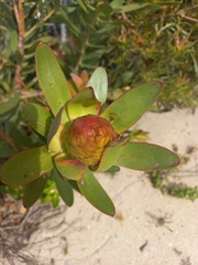 Leucadendron gandogeri