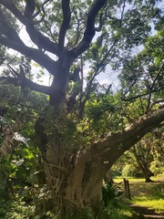 Ficus natalensis