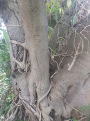 Ficus natalensis