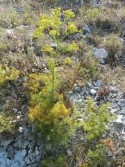 Ferulago galbanifera