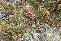 Erica curtophylla