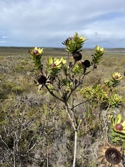 Leucadendron elimense elimense