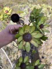 Leucadendron elimense elimense