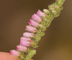 Erica garciae