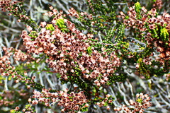 Erica curtophylla