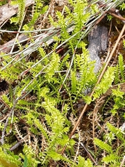 Selaginella uliginosa
