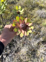 Leucadendron elimense elimense
