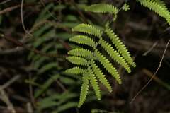 Gleichenia polypodioides