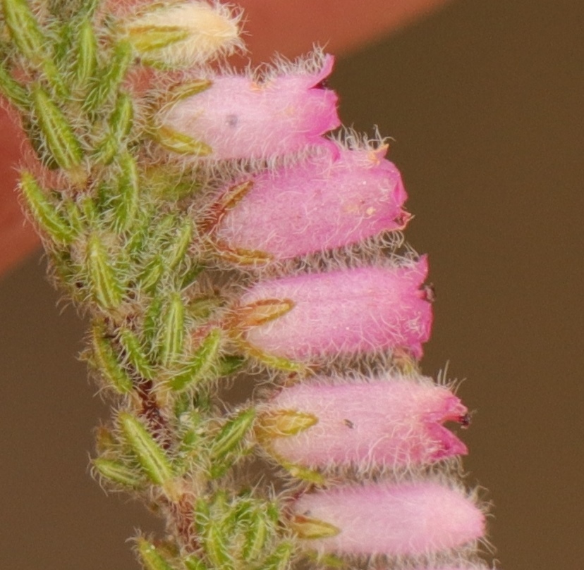 Erica garciae