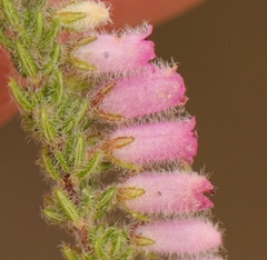 Erica garciae